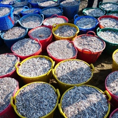 Giá bột cá tăng khi nhu cầu của Trung Quốc tăng trở lại